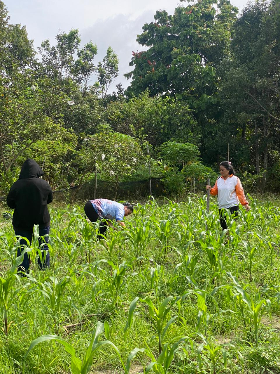 Pemupukan kebun Jagung