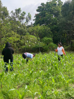 Pemupukan kebun Jagung