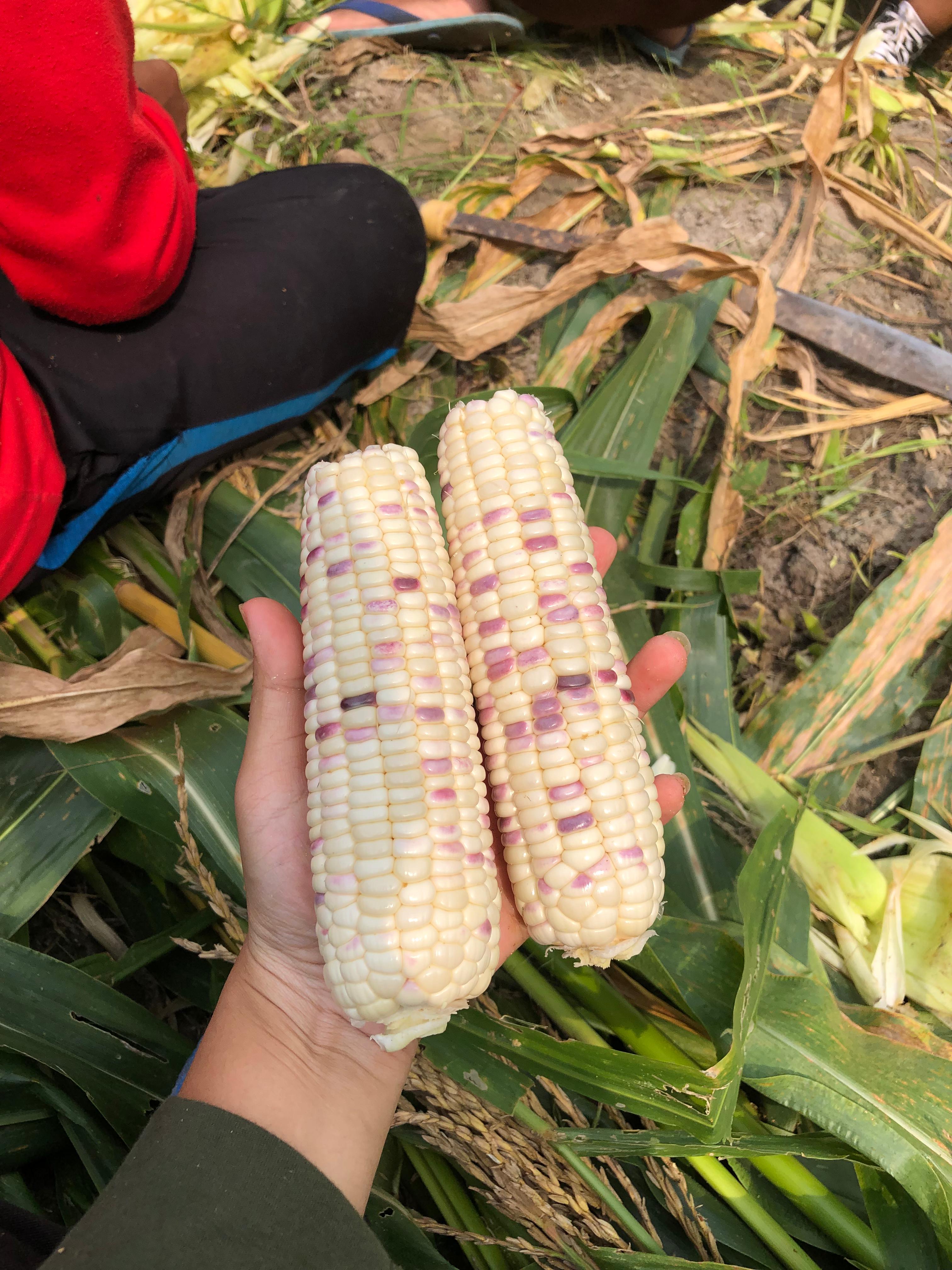 Panen jagung