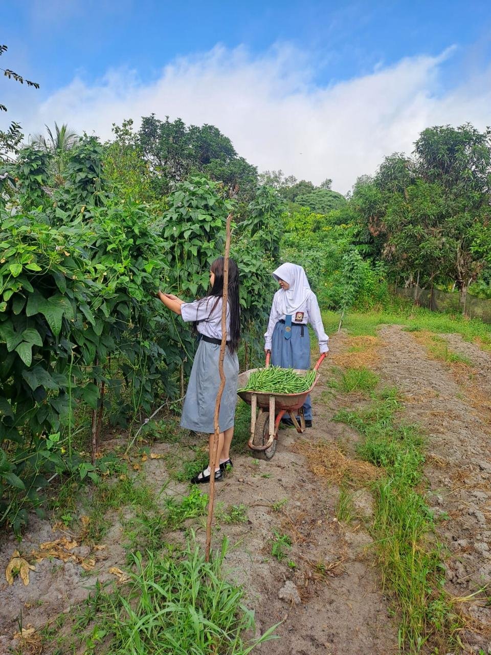 panen kacang panjang
